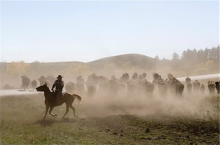 south dakota person - Cowboy pushing herd at Bison Roundup, Custer State Park, Black Hills, South Dakota, United States of America, North America Stock Photo - Rights-Managed, Code: 841-03060293