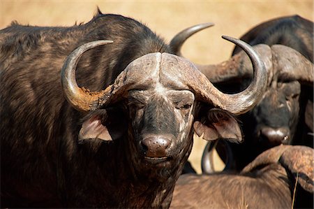 Close-up of African buffalo (Cyncerus caffer), Mala Mala Game Reserve, Sabi Sand Park, South Africa, Africa Stock Photo - Rights-Managed, Code: 841-03060740