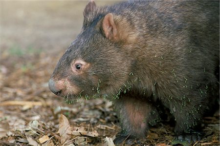 simsearch:841-03490067,k - Captive common wombat (Vombatus ursinus), David Fleays Santuary, Queensland, Australia, Pacific Stock Photo - Rights-Managed, Code: 841-03060871