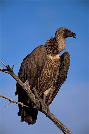 Whitebacked vulture (Gyps africanus), Etosha National Park, Namibia, Africa Stock Photo - Rights-Managed, Code: 841-03060908
