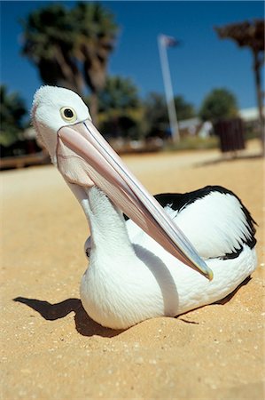 simsearch:841-03490067,k - Australian pelican (Pelecanus conspicillatus), Shark Bay, Western Australia, Australia, Pacific Stock Photo - Rights-Managed, Code: 841-03060914