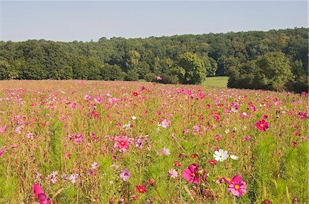 pays de la loire travel - A field of wild flowers, Loire Valley, France, Europe Stock Photo - Rights-Managed, Code: 841-03061495