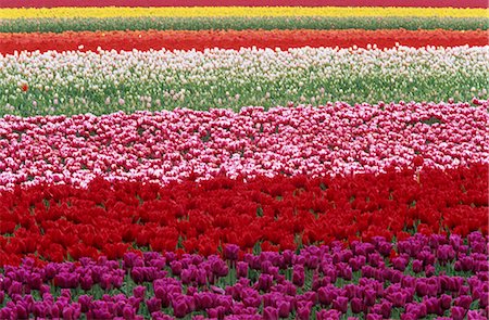 Tulipa species, Alkmaar, Holland (Netherlands), Europe Stock Photo - Rights-Managed, Code: 841-03061564