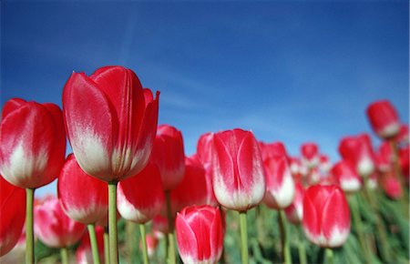 Tulipa species, Alkmaar, Holland (Netherlands), Europe Stock Photo - Rights-Managed, Code: 841-03061562