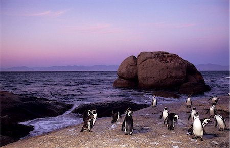 simsearch:841-03061953,k - African (Jackass) penguins, (Sphensiscus demersus), Cape Town, South Africa, Africa Stock Photo - Rights-Managed, Code: 841-03061575