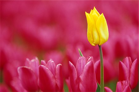 Tulip, Tulipa species, Alkmaar, Netherland, Europe Stock Photo - Rights-Managed, Code: 841-03061615