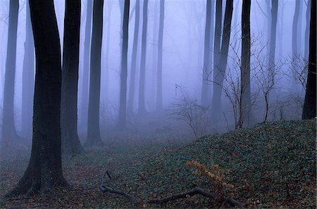 enigma - Forest in the fog, Bielefeld, Germany, Europe Stock Photo - Rights-Managed, Code: 841-03061618