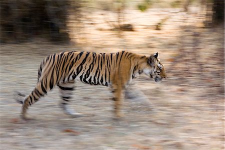 Indian Tiger (Bengal tiger) (Panthera tigris tigris), Bandhavgarh National Park, Madhya Pradesh state, India, Asia Stock Photo - Rights-Managed, Code: 841-03061694