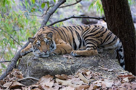 Indian Tiger (Bengal tiger) (Panthera tigris tigris), Bandhavgarh National Park, Madhya Pradesh state, India, Asia Stock Photo - Rights-Managed, Code: 841-03061700