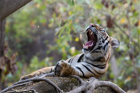 Indian Tiger (Bengal tiger) (Panthera tigris tigris) yawning, Bandhavgarh National Park, Madhya Pradesh state, India, Asia Stock Photo - Rights-Managed, Code: 841-03061701