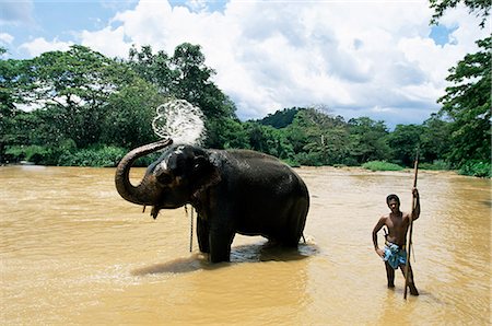 sri lankan elephant - Elephant bathing in the river after a working day, Kandy area, Sri Lanka, Asia Stock Photo - Rights-Managed, Code: 841-03061798