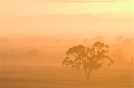 simsearch:841-03490067,k - Eucalyptus tree and morning fog, Carroll, New South Wales, Australia, Pacific Stock Photo - Rights-Managed, Code: 841-03062522