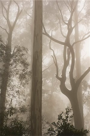 enigma - Mountain ash forest and morning fog, Mount Macedon, Victoria, Australia, Pacific Stock Photo - Rights-Managed, Code: 841-03062530