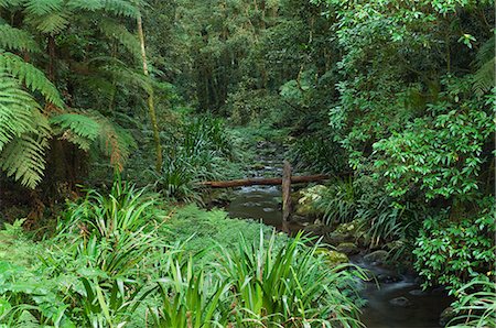 simsearch:841-03490067,k - Brindle Creek, Border Ranges National Park, New South Wales, Australia, Pacific Stock Photo - Rights-Managed, Code: 841-03062547