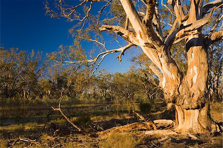 River red gum tree, Hattah-Kulkyne National Park, Victoria, Australia, Pacific Stock Photo - Rights-Managed, Code: 841-03062559