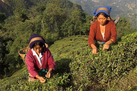 Two women plucking tea at Singtom tea garden, Darjeeling, West Bengal state, India, Asia Stock Photo - Rights-Managed, Code: 841-03489701