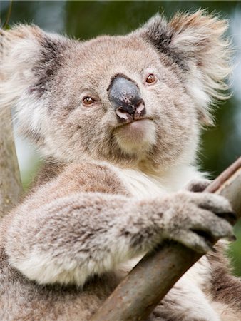 Koala, Ottway National Park, Victoria, Australia, Pacific Foto de stock - Con derechos protegidos, Código: 841-03489714