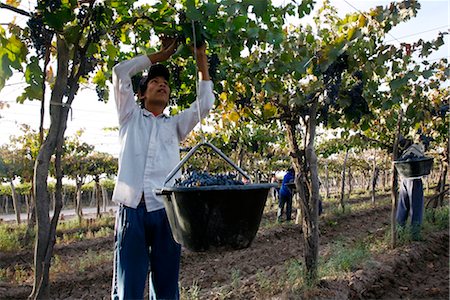 people in argentina - Man working at the vineyard during the harvest time, Mendoza, Argentina, South America Stock Photo - Rights-Managed, Code: 841-03490108