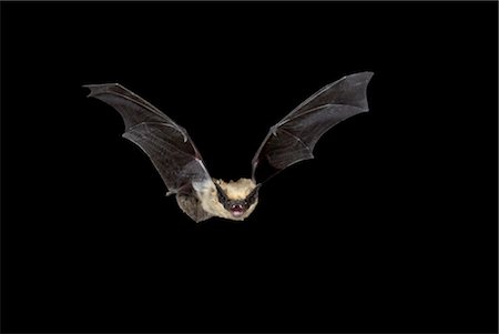 Western pipistrel (Pipistrellus hesperus) in flight, near Portal, Arizona, United States of America, North America Stock Photo - Rights-Managed, Code: 841-03490168