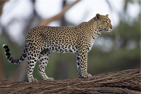 Leopard (Panthera pardus) standing on log, Samburu Game Reserve, Kenya, East Africa, Africa Stock Photo - Rights-Managed, Code: 841-03490178
