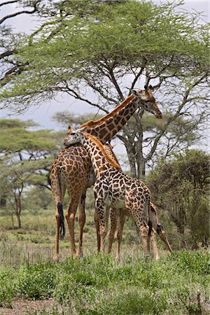 Masai Giraffe (Giraffa camelopardalis tippelskirchi) mother and young, Serengeti National Park, Tanzania, East Africa, Africa Stock Photo - Rights-Managed, Code: 841-03490172