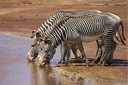 simsearch:841-03506025,k - Grevy's zebra (Equus grevyi) drinking, Samburu National Reserve, Kenya, East Africa, Africa Stock Photo - Rights-Managed, Code: 841-03490214
