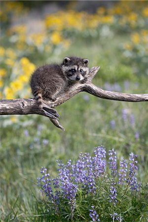 raccoon - Baby raccoon (Procyon lotor) in captivity, Animals of Montana, Bozeman, Montana, United States of America, North America Stock Photo - Rights-Managed, Code: 841-03490228