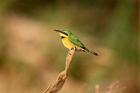 simsearch:841-03506025,k - Little bee-eater (Merops pusillus), Samburu National Reserve, Kenya, East Africa, Africa Stock Photo - Rights-Managed, Code: 841-03490250