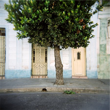 simsearch:841-03507904,k - Tree and architectural detail, Cienfuegos, Cuba, West Indies, Central America Stock Photo - Rights-Managed, Code: 841-03505216