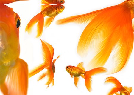 fins - Goldfish Stock Photo - Rights-Managed, Code: 841-03505323