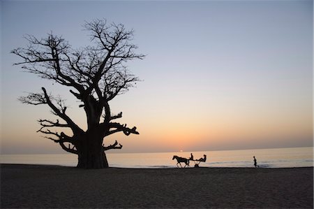 Baobab tree, Sine Saloum Delta, Senegal, West Africa, Africa Stock Photo - Rights-Managed, Code: 841-03505335