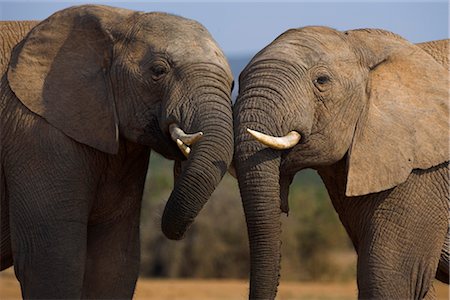 simsearch:841-07782300,k - Elephants, Loxodonta africana, socialising in Addo Elephant National park, Eastern Cape, South Africa Stock Photo - Rights-Managed, Code: 841-03505707