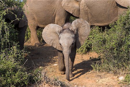 simsearch:841-07782300,k - Baby elephant, Loxodonta africana, in Addo Elephant National park, Eastern Cape, South Africa Stock Photo - Rights-Managed, Code: 841-03505708