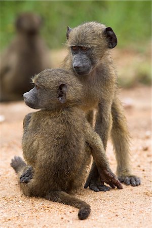 eastern transvaal - Young chacma baboons (Papio cynocephalus ursinus) playing, Kruger National Park, Mpumalanga, South Africa, Africa Stock Photo - Rights-Managed, Code: 841-03505729