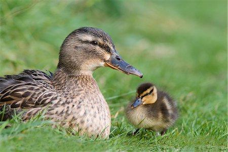 Mallard with duckling (Anas platyrhynchos), Martin Mere, Wildfowl and Wetland Trust Reserve, Burscough, Lancashire, England, United Kingdom, Europe Stock Photo - Rights-Managed, Code: 841-03505744