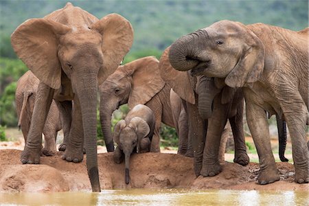 Elephant breeding herd (Loxodonta africana), Addo Elephant National Park, Eastern Cape, South Africa, Africa Stock Photo - Rights-Managed, Code: 841-03505766