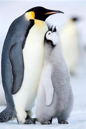 simsearch:841-03505868,k - Emperor penguin chick and adult (Aptenodytes forsteri), Snow Hill Island, Weddell Sea, Antarctica, Polar Regions Stock Photo - Rights-Managed, Code: 841-03505831