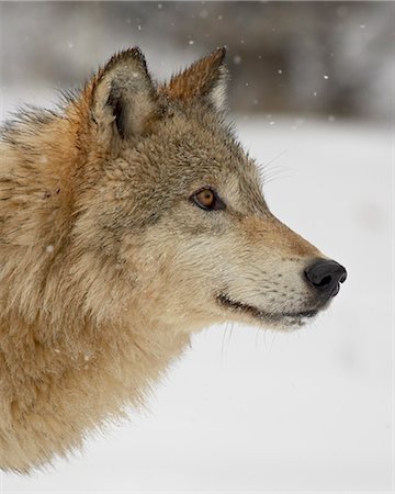 simsearch:841-03505868,k - Gray wolf (Canis lupus) in snow, near Bozeman, Montana, United States of America, North America Stock Photo - Rights-Managed, Code: 841-03505864