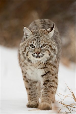 simsearch:841-03505868,k - Bobcat (Lynx rufus) in snow, near Bozeman, Montana, United States of America, North America Stock Photo - Rights-Managed, Code: 841-03505861