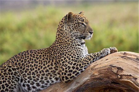 simsearch:841-03506025,k - Leopard (Panthera pardus), Samburu National Reserve, Kenya, East Africa, Africa Stock Photo - Rights-Managed, Code: 841-03505934
