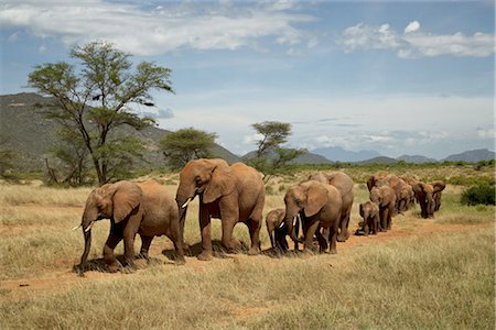 simsearch:841-03506025,k - Line of African elephants (Loxodonta africana), Samburu National Reserve, Kenya, East Africa, Africa Stock Photo - Rights-Managed, Code: 841-03505932