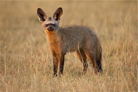 simsearch:841-03506025,k - Bat-eared fox (Otocyon megalotis), Masai Mara National Reserve, Kenya, East Africa, Africa Stock Photo - Rights-Managed, Code: 841-03505947