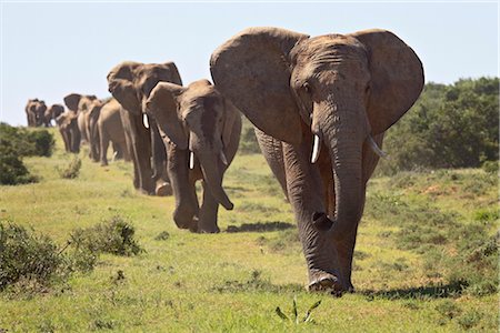 simsearch:841-02717553,k - Line of African elephant (Loxodonta africana), Addo Elephant National Park, South Africa, Africa Stock Photo - Rights-Managed, Code: 841-03505956