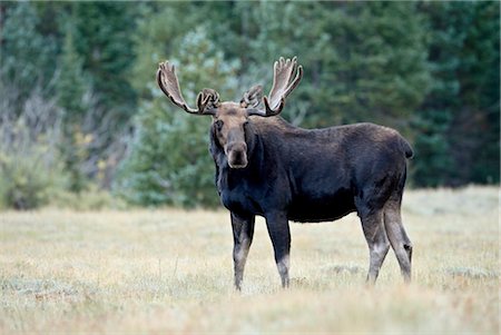 Bull moose (Alces alces), Roosevelt National Forest, Colorado, United States of America, North America Stock Photo - Rights-Managed, Code: 841-03506019