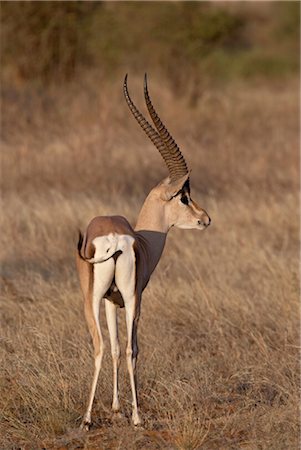 simsearch:841-03506025,k - Male Grantis gazelle (Gazella granti) eating, Samburu National Reserve, Kenya, East Africa, Africa Stock Photo - Rights-Managed, Code: 841-03506026