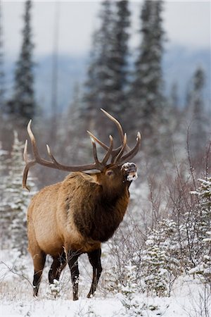 simsearch:841-03505868,k - Bull elk (Cervus canadensis) bugling in the snow, Jasper National Park, UNESCO World Heritage Site, Alberta, Canada, North America Stock Photo - Rights-Managed, Code: 841-03506089