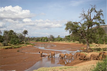 simsearch:841-03506025,k - African elephant (Loxodonta africana) going to the Uaso Nyro River, Samburu National Reserve, Kenya, East Africa, Africa Stock Photo - Rights-Managed, Code: 841-03506115