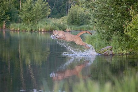 Mountain lion or cougar (Felis concolor) jumping into the water, in captivity, Sandstone, Minnesota, United States of America, North America Stock Photo - Rights-Managed, Code: 841-03506155