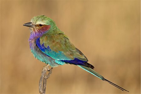 simsearch:841-03506025,k - Lilac-breasted roller (Coracias caudata), Masai Mara National Reserve, Kenya, East Africa, Africa Stock Photo - Rights-Managed, Code: 841-03506163