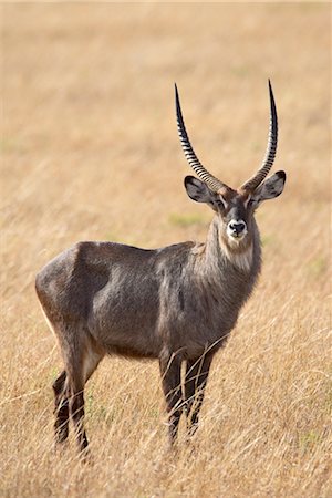 simsearch:841-03506025,k - Male defassa waterbuck (Kobus ellipsiprymnus defassa), Masai Mara National Reserve, Kenya, East Africa, Africa Stock Photo - Rights-Managed, Code: 841-03507623